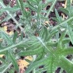 Cirsium eriophorum Leaf