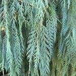 Cupressus cashmeriana Φύλλο