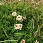 Trifolium occidentale Blomma