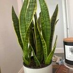 Dracaena stuckyiপাতা