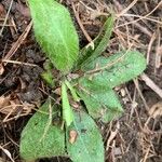 Hieracium albiflorum Blatt