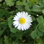 Bellis perennisΆλλα