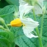 Solanum tuberosum Flor