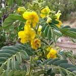 Senna multiglandulosa 花