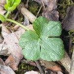 Ranunculus recurvatus Leaf