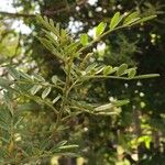 Virgilia oroboides Leaf