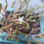 Sedum moranense Flower