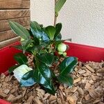 Camellia japonica Кветка
