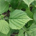 Laportea canadensis Folla