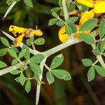 Cytisus lanigerus Lapas