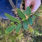 Senna pendula Feuille