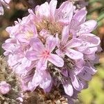 Armeria arenariaKvet