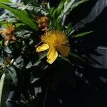 Hypericum beanii Цветок