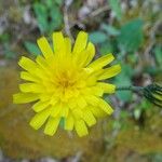 Hieracium glaucinum Flower
