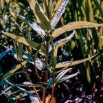 Lysimachia thyrsiflora Blatt