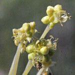 Mercurialis huetii Λουλούδι