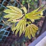 Acer sterculiaceum برگ