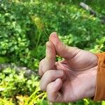 Carex squarrosa Fruit