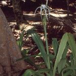 Hymenocallis speciosa Plante entière