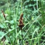 Carex disticha Cvet