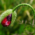 Papaver argemone Flower