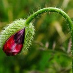 Papaver argemone Kvet