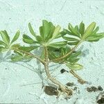 Scaevola taccada 整株植物