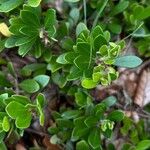 Arctostaphylos uva-ursi Hoja