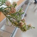 Erigeron sumatrensis Květ