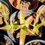 Aloe greenii Leht