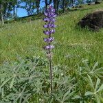 Lupinus densiflorus Plante entière