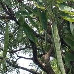 Clitoria fairchildiana Fruit