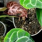 Anthurium crystallinum List