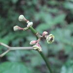 Euphorbia sinclairiana