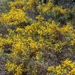 Cytisus balansae Flower