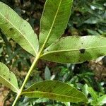 Lithraea molleoides Hoja