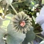 Abutilon indicum Fruit