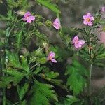 Geranium purpureum फूल