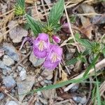 Galeopsis ladanum Fiore