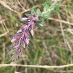 Odontites vernus Flower