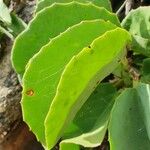 Cissus rotundifolia Blad