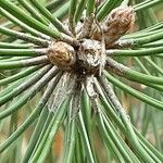 Pinus nigra Yaprak