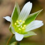 Moenchia erecta Flower