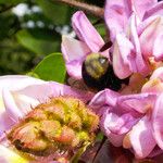 Robinia hispida പുഷ്പം