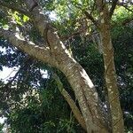 Aganope stuhlmannii 葉