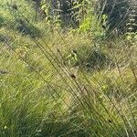 Juncus alpinoarticulatus Flor