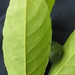 Casearia tacanensis Leaf