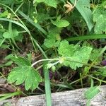 Geranium psilostemon Blad