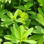 Trifolium usambarense Folha