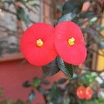 Euphorbia geroldii Цветок